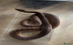 Python Snake reptiles for sale: Children's Python - Image 2