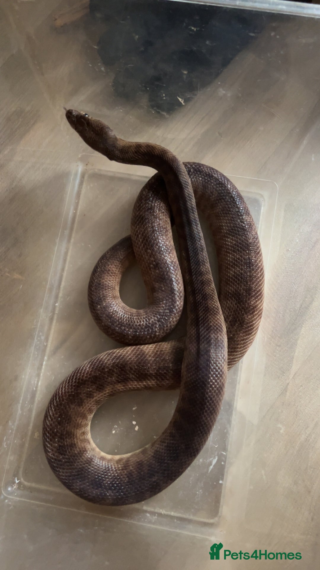 Python Snake reptiles for sale: Children's Python - Image 2