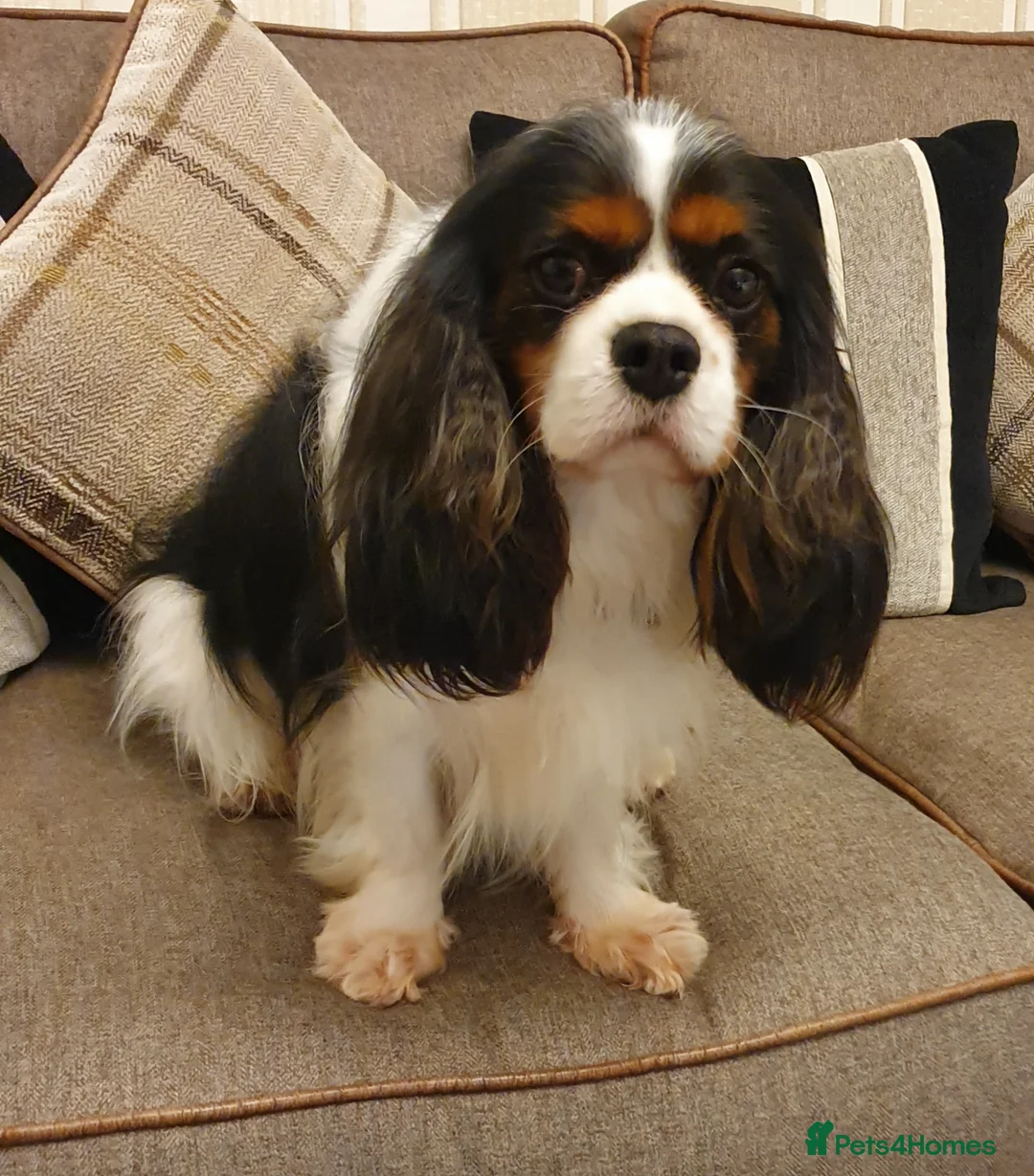Cavalier King Charles Spaniel dogs for stud: Cavalier king Charles for STUD DNA TESTED in Salford - Advert 8