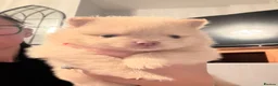Pomeranian dogs for sale: OUTSTANDING TINY POMERANIAN PUPPIES 🐾 - Advert 22