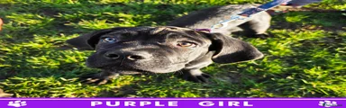Purple GIRL