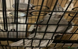 Cockatiels birds for sale: Cockatiel for rehoming  - Image 5