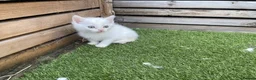 Mixed Breed cats for sale: 5 beautiful kittens - ready to leave now  - Advert 16