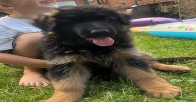 German Shepherd dogs - Advert 11