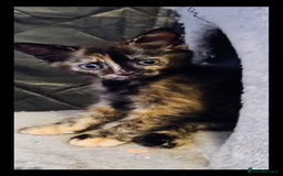 Mixed Breed cats for sale: 5 beautiful kittens ready for a new loving home  - Image 9