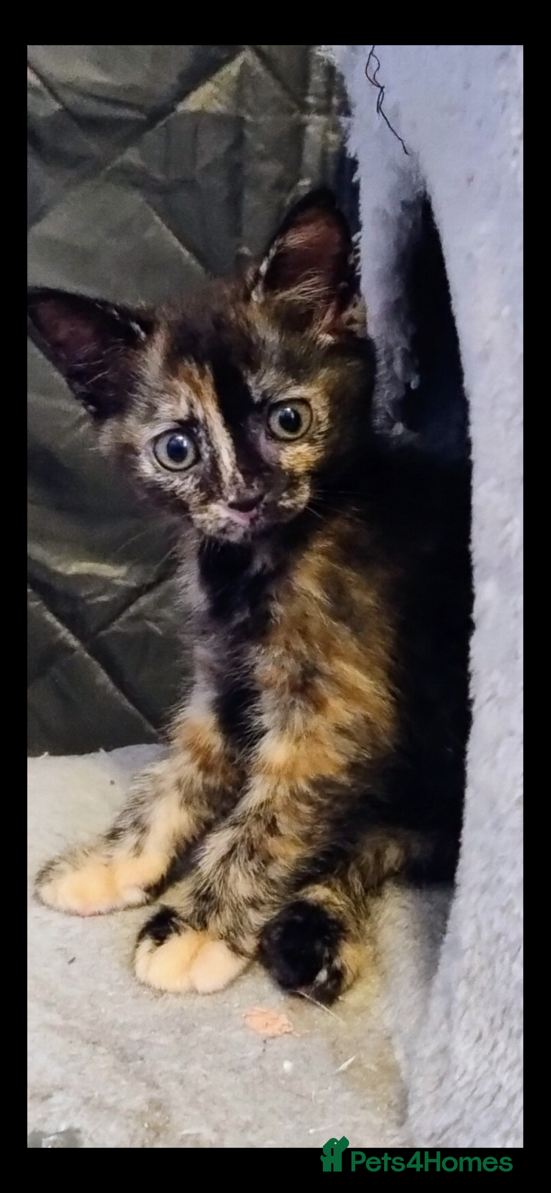 Mixed Breed cats for sale: 5 beautiful kittens ready for a new loving home  - Image 9