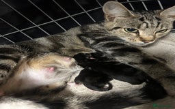 American Shorthair cats for sale: Female kitten - Image 3