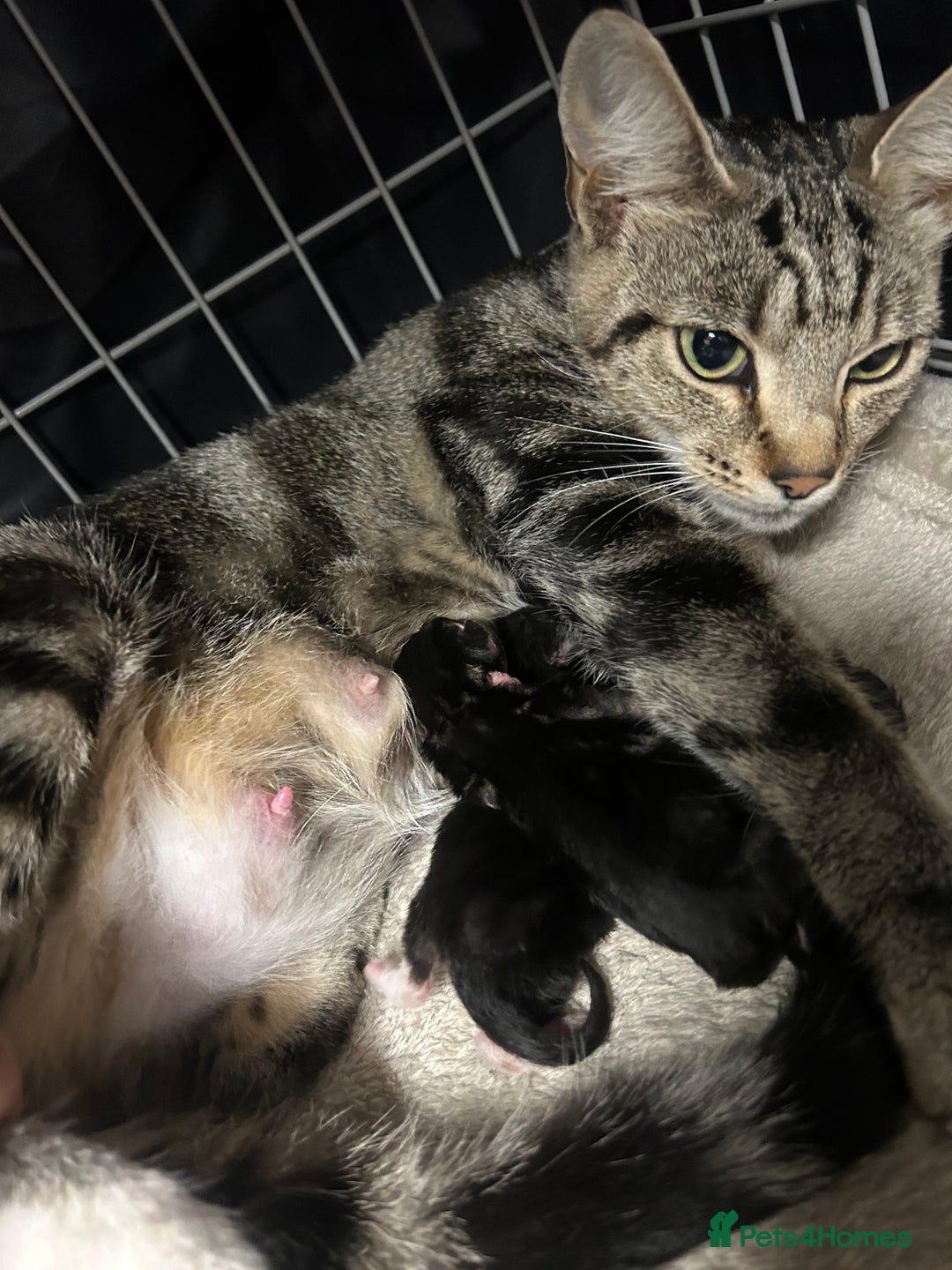 American Shorthair cats for sale: Female kitten - Image 3