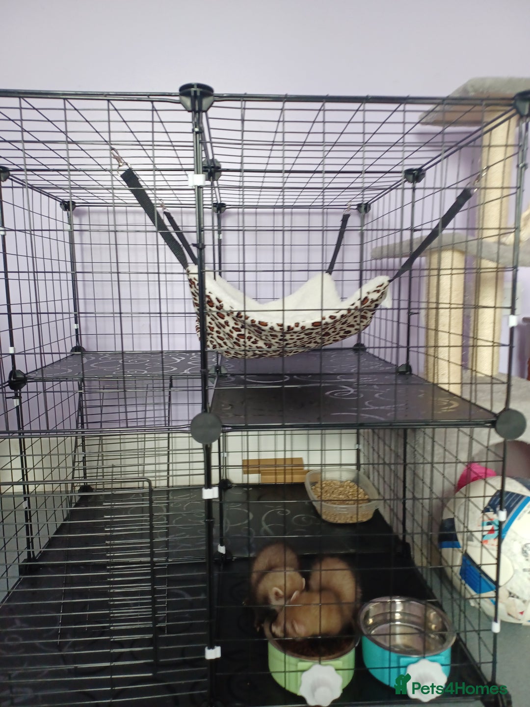 Ferret rodents for sale: 2 female ferrets  - Image 2