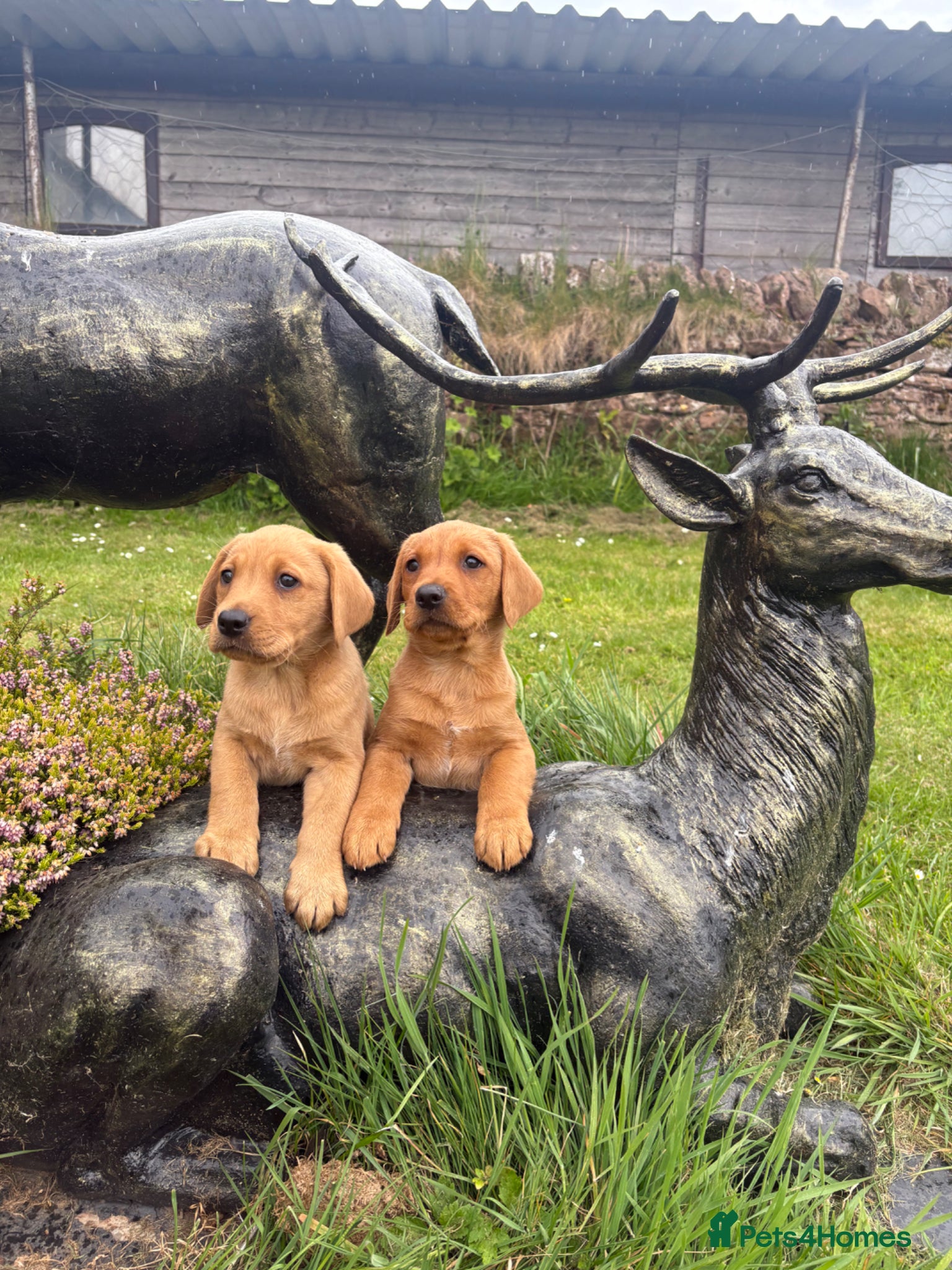 Labrador Retriever dogs Red & gold lab puppies  - Advert 1
