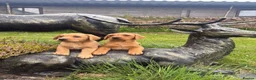 Labrador Retriever dogs for sale: Red & gold lab puppies  in Telford - Advert 1
