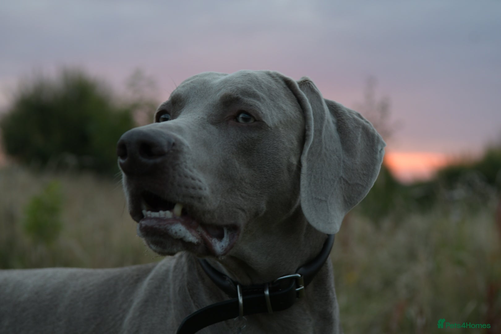 Weimaraner dogs AMERICAN BOY Gray Arrow - STUD - Advert 10
