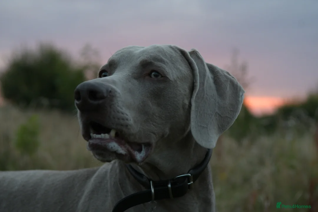 Weimaraner dogs for stud: AMERICAN BOY Gray Arrow - STUD in Edinburgh - Advert 6