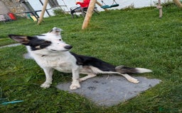 Border Collie dogs for sale: 17 month Border Collie  - Image 6