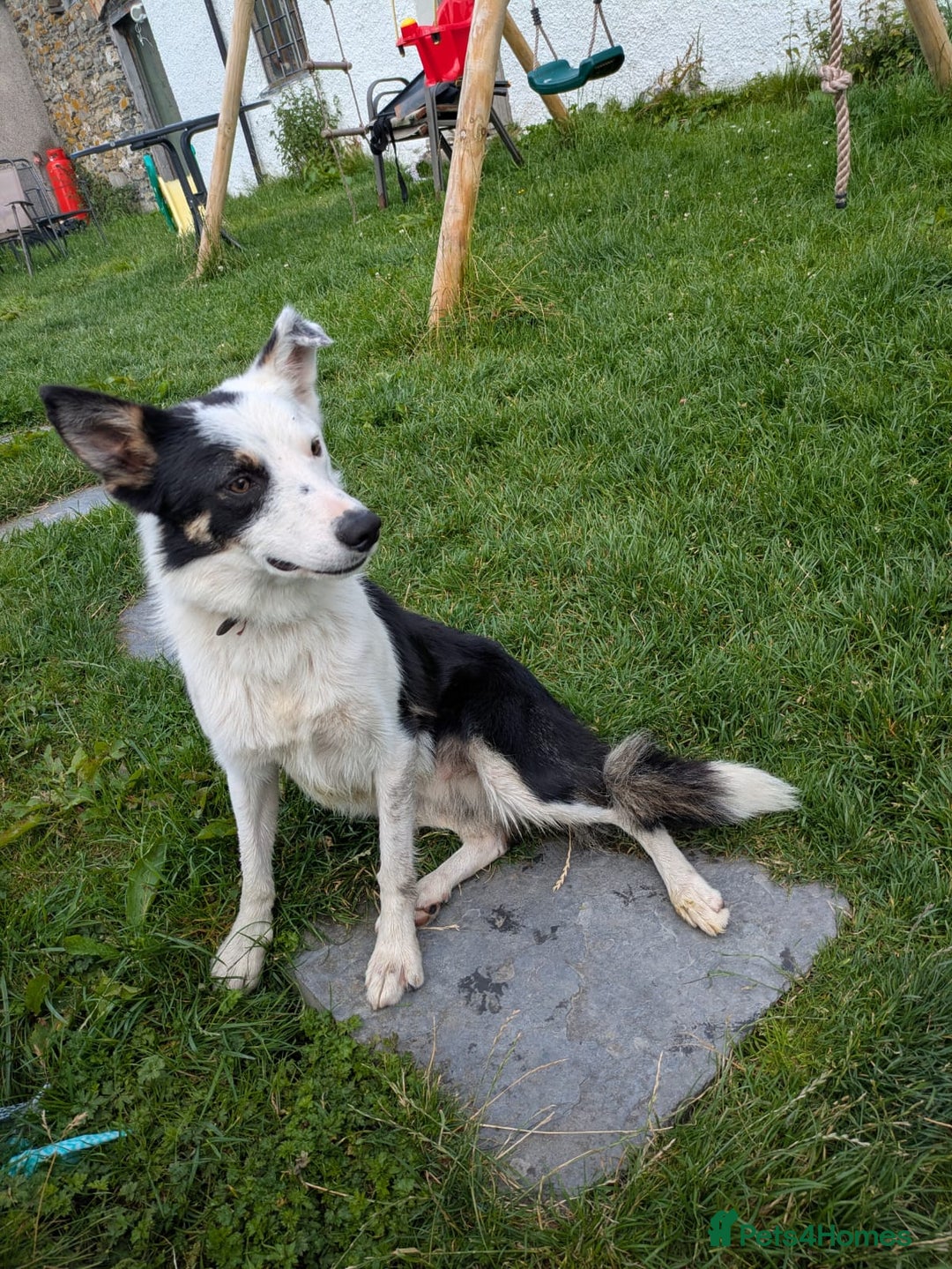 Border Collie dogs for sale: 17 month Border Collie  - Image 6