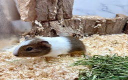 Guinea Pig rodents for sale: LOTS OF GUINEA PIGS FOR SALE 💗 - Image 16