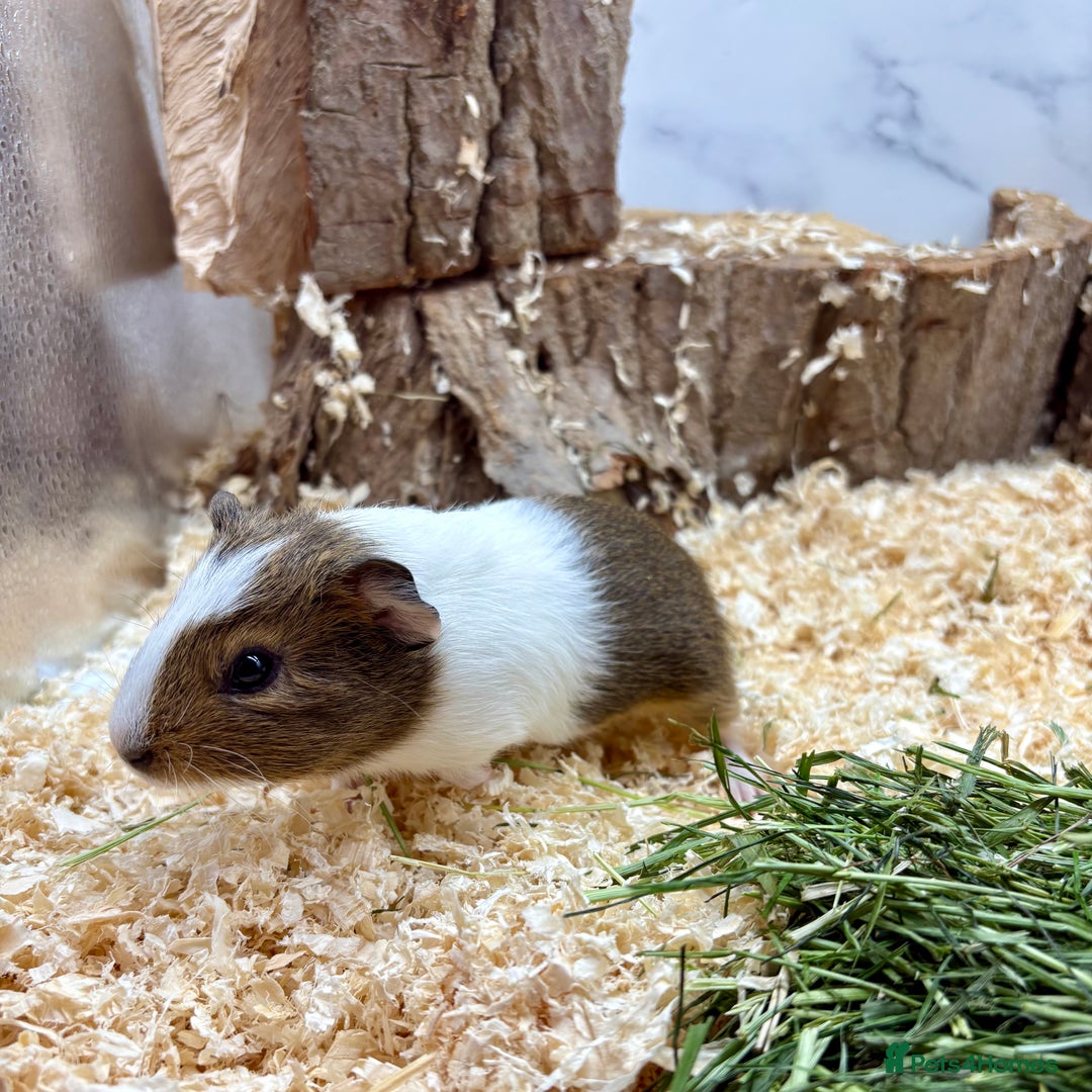Guinea Pig rodents for sale: LOTS OF GUINEA PIGS FOR SALE 💗 - Image 16