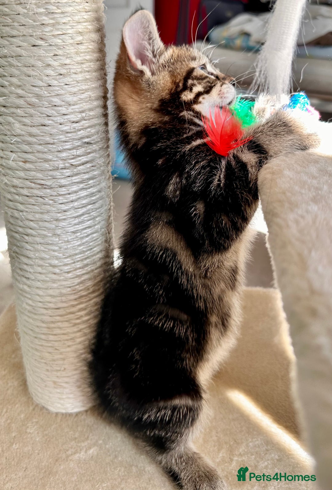Mixed Breed cats for sale: Amiable bengal mix tabby kittens - Image 9