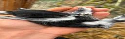 Netherland Dwarf rabbits for sale: 1 black 1 grey Baby Prue neatherland dwarf rabbits - Advert 4