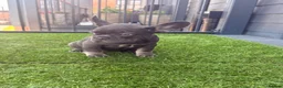 French Bulldog dogs for sale: Beautiful French Bulldog Puppies - ready soon - Advert 4