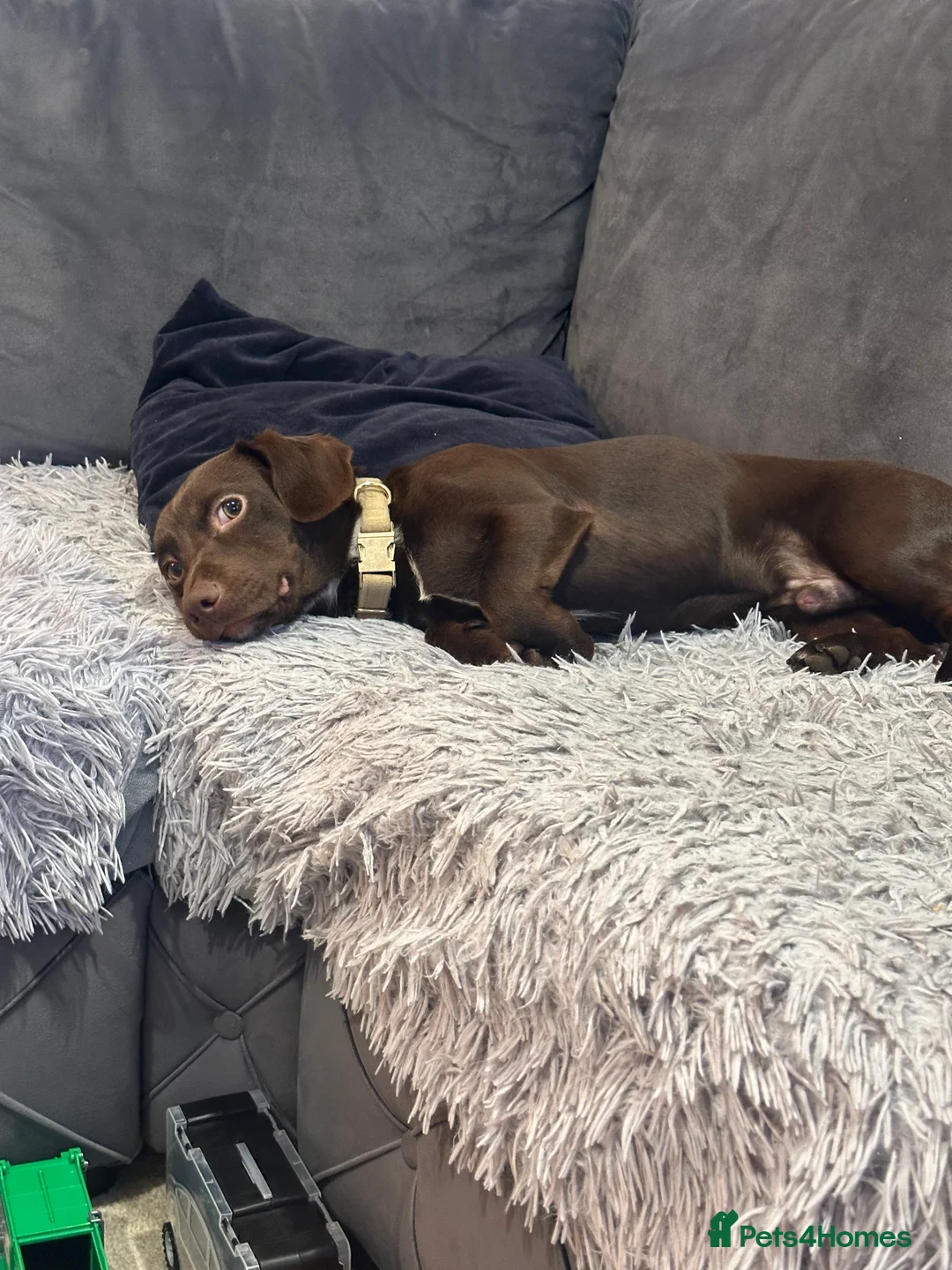 Mixed Breed dogs for sale: Mixed breed puppy 🐶 in Sheffield - Advert 3