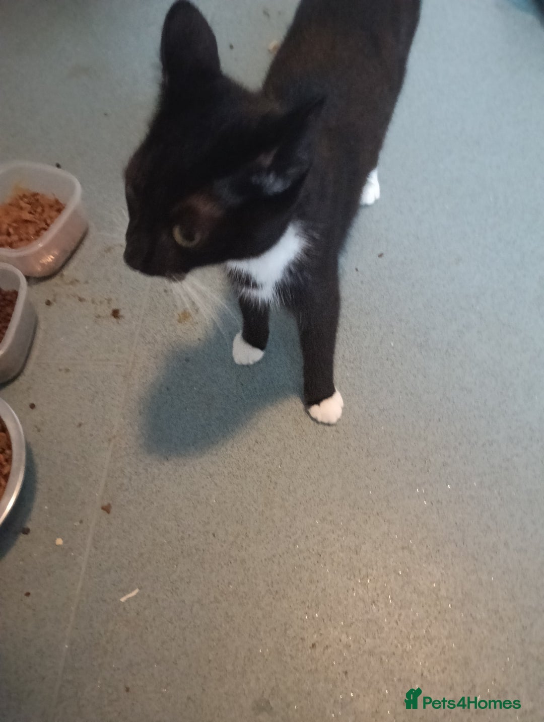 Mixed Breed cats for sale: Kittens for sale - Advert 4