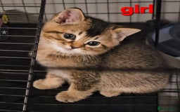 Scottish Fold cats for sale: Beautiful Scottish fold/straight ears kittens 😸  - Image 7