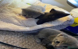 British Shorthair cats for sale: Rag doll cross breads  - Image 8