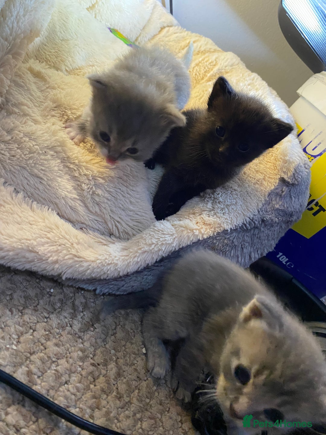 British Shorthair cats for sale: Rag doll cross breads  - Image 8