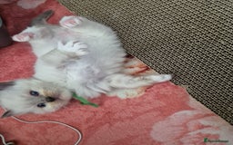 Ragdoll cats for sale: Beautiful Ragdoll Kittens, GCCF & Tica Registered - Image 6