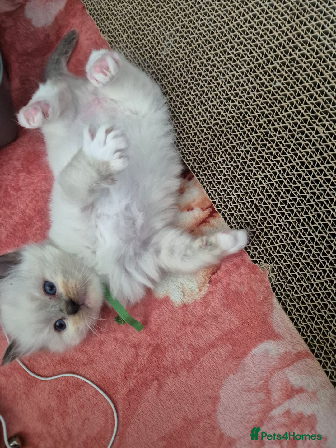 Ragdoll cats for sale: Beautiful Ragdoll Kittens, GCCF & Tica Registered - Image 6