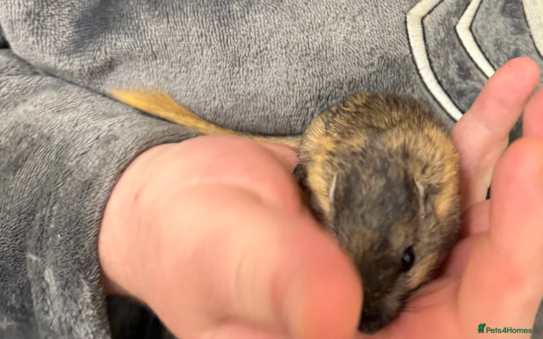 Gerbil rodents for sale: 2 bonded brothers hand tamed 20 pound each  - Advert 11