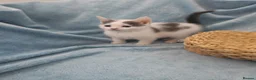 Mixed Breed cats for sale: Beautiful Kittens Videos in Barnsley - Advert 8