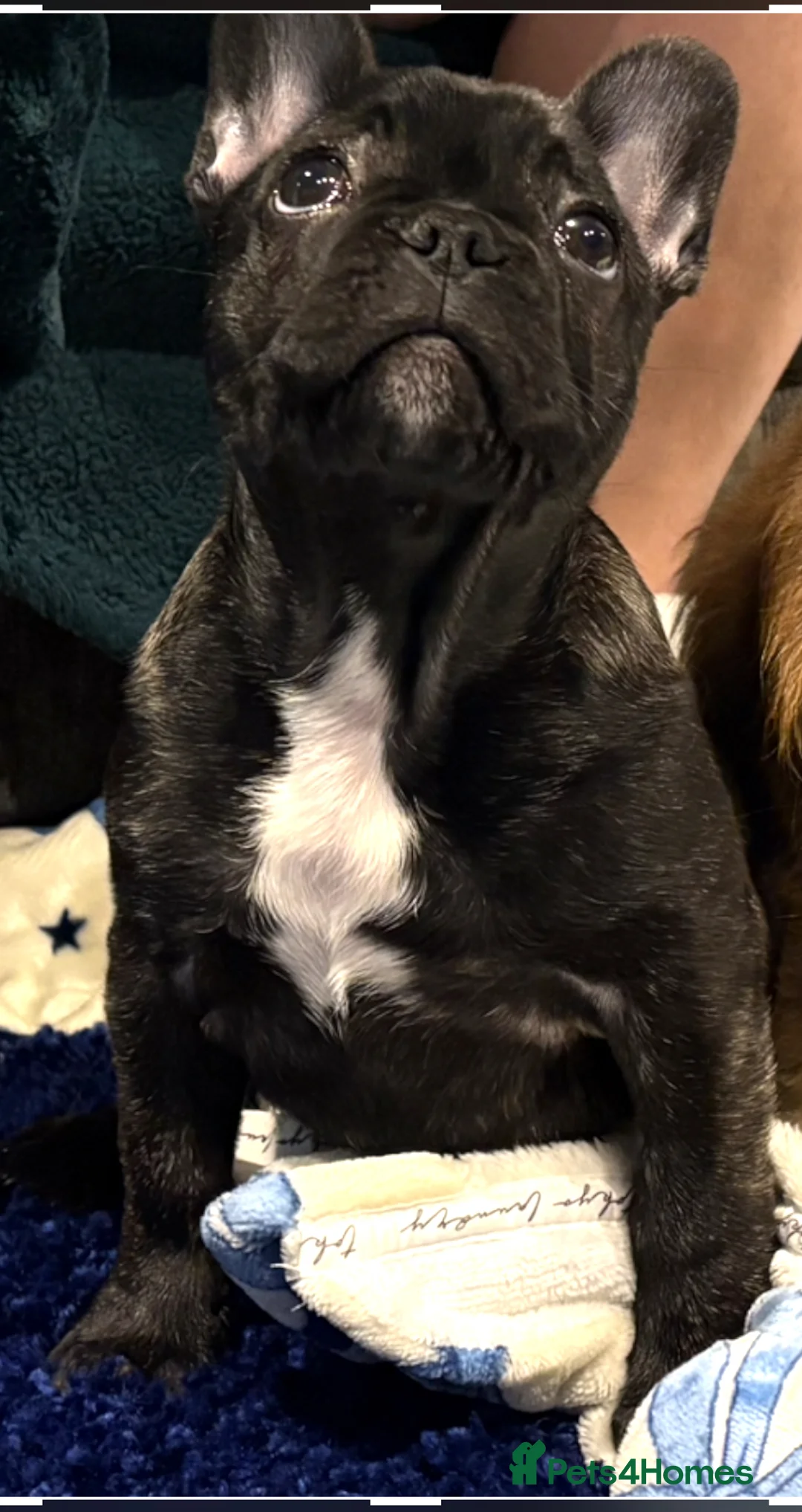 French Bulldog dogs for sale: 13 weeks old female called Rosie  - Advert 1