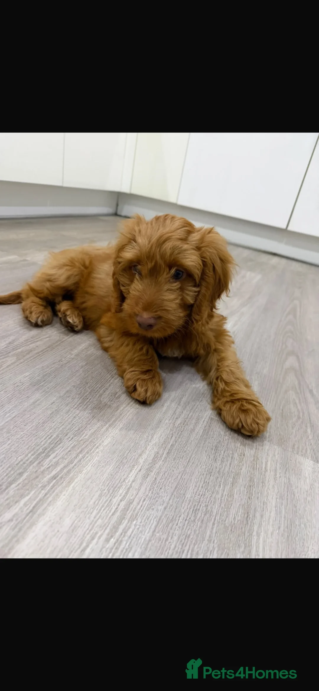 Cockapoo dogs for sale: Miniature cockapoo  in Corby - Advert 3
