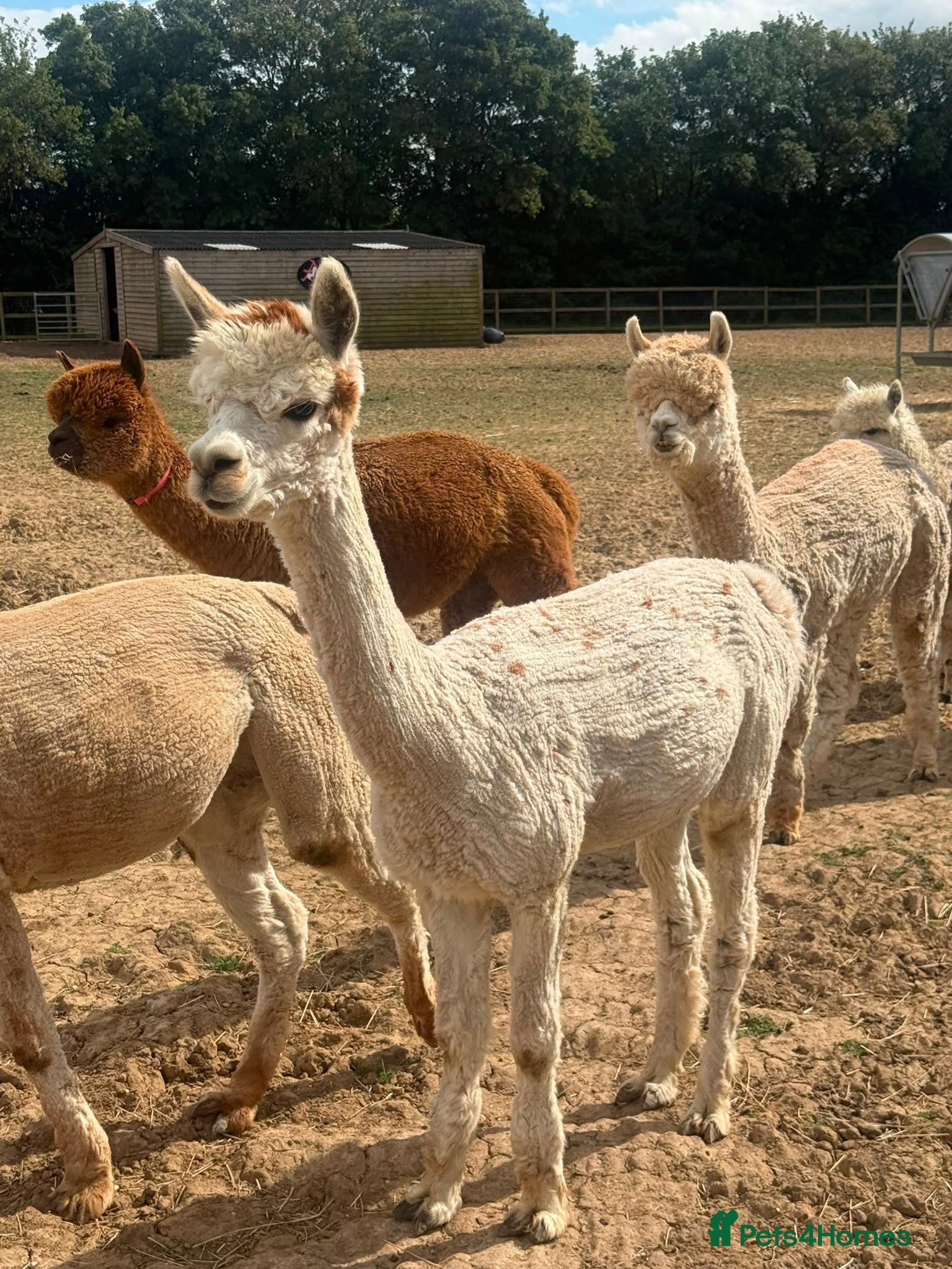 Alpaca livestock for sale: Registered Breeding Female Coloured Alpacas  - Advert 7