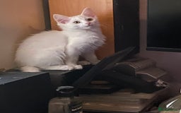 British Shorthair cats for sale:  4 Lovely Little One's - Image 6