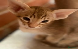 Oriental cats for sale: GCCF Oriental - Image 13