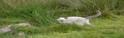 Siamese cats for sale: Adorable Siamese Kittens in Inverness - Advert 17