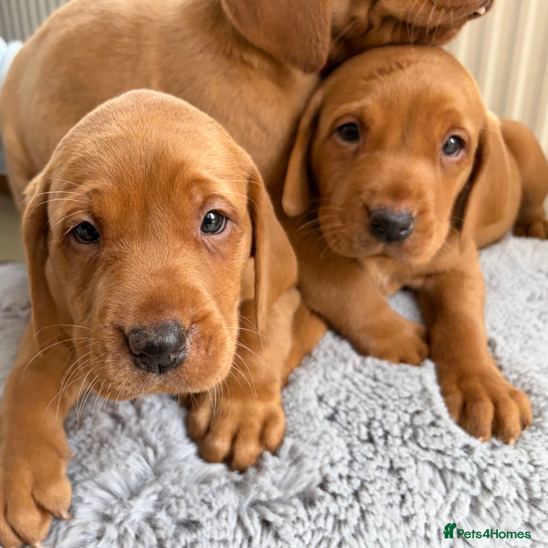 Labrador Retriever dogs for sale: Kc fox red Labrador puppies ready this weekend - Image 11