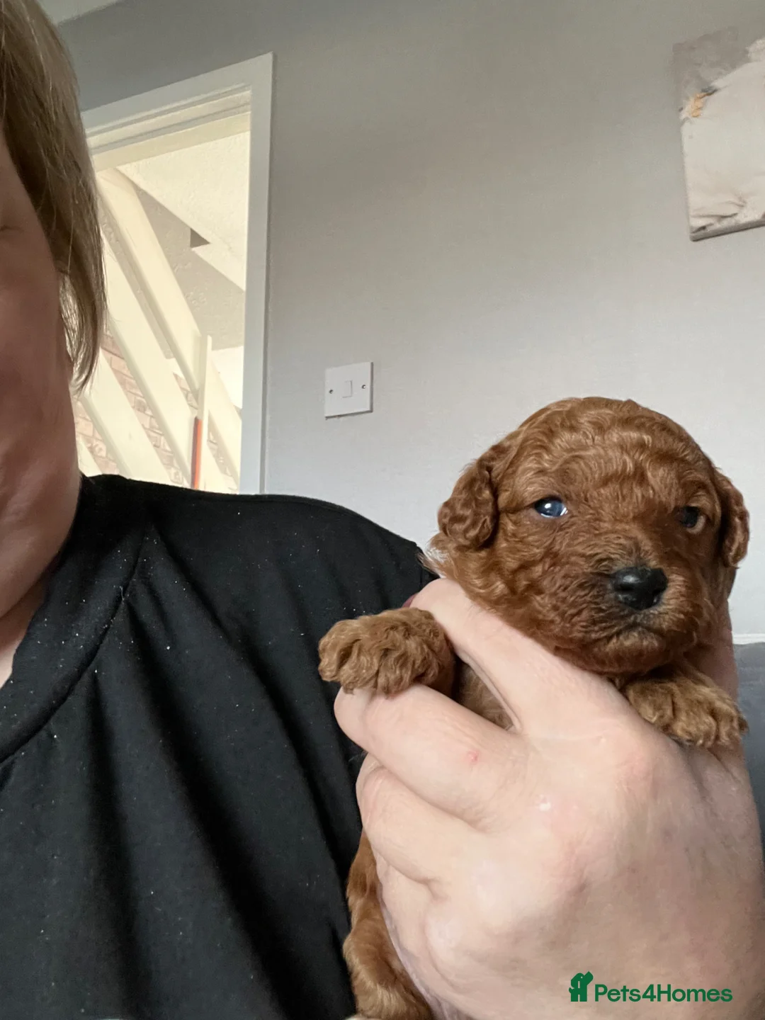 Cavapoo dogs for sale: Cavapoo puppies F1B - Advert 8