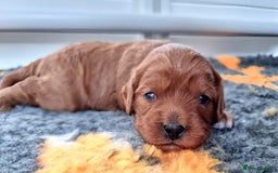 Cavapoo dogs for sale: 🎀 Beautiful F1 Cavapoo Puppies 🎀 - Image 11
