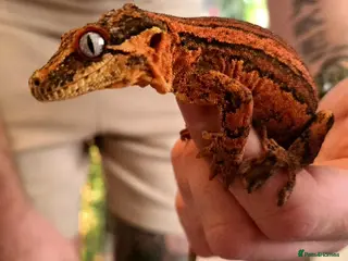 Mixed Breed reptiles Reptiles - Individual prices in description - Advert 5