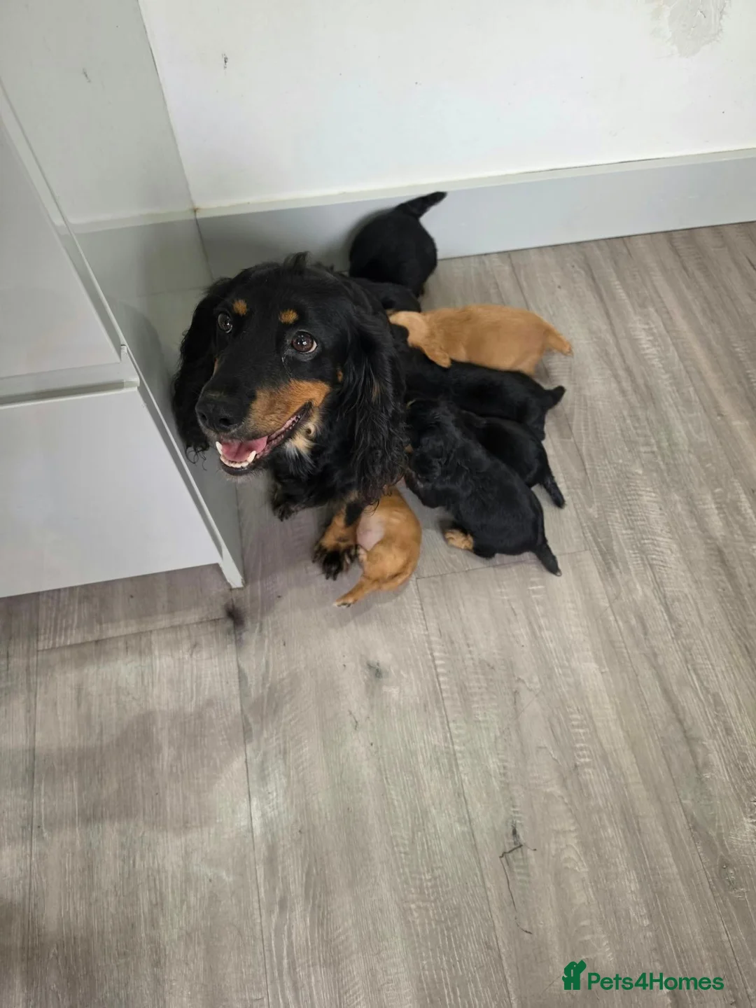 Cocker Spaniel dogs for sale: Working cocker spaniel puppy  - Advert 13