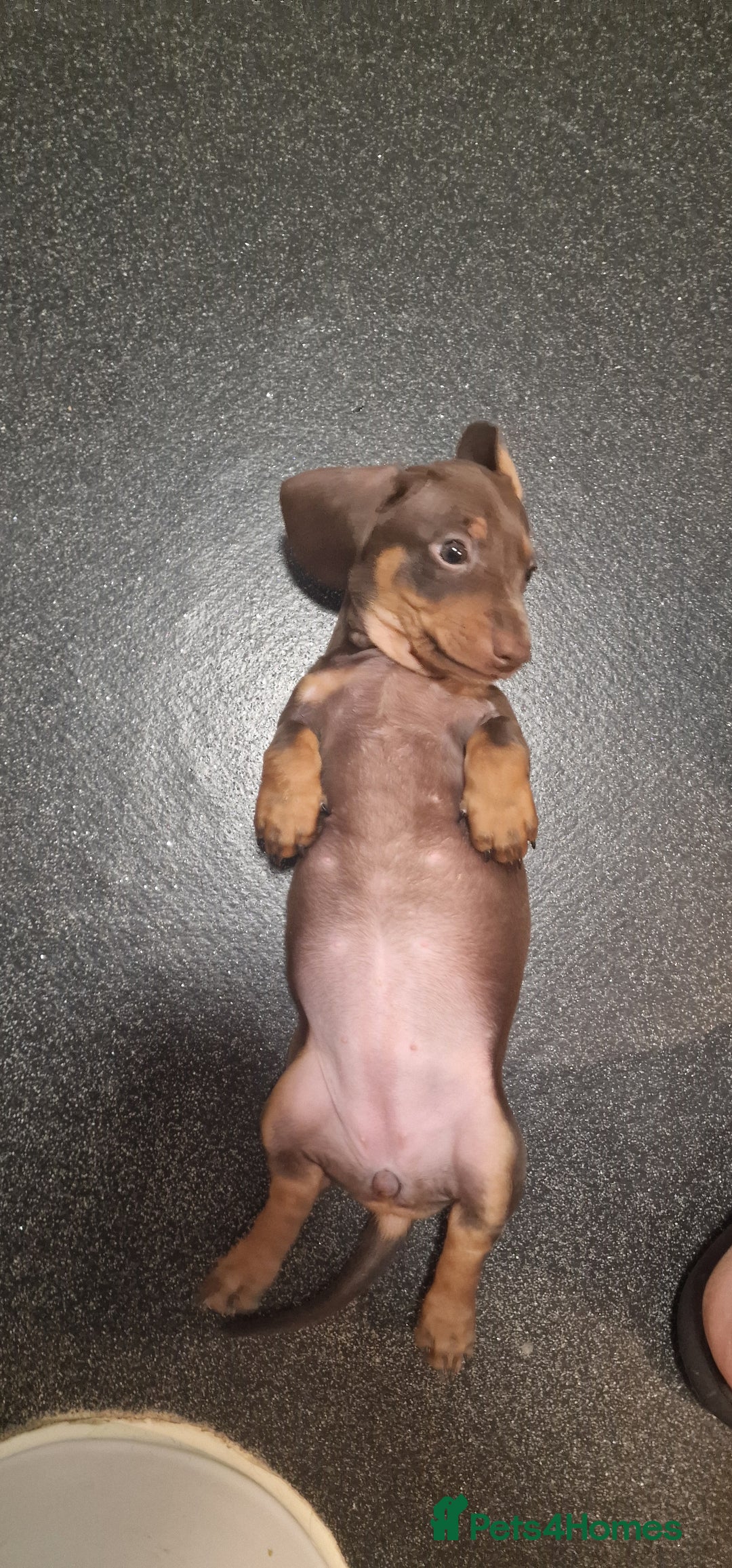 Miniature Dachshund dogs for sale: Miniature dachshund - Advert 5