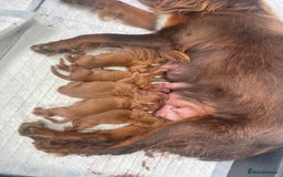 Cocker Spaniel dogs for sale: Make Working cocker spaniel puppies  - Image 13