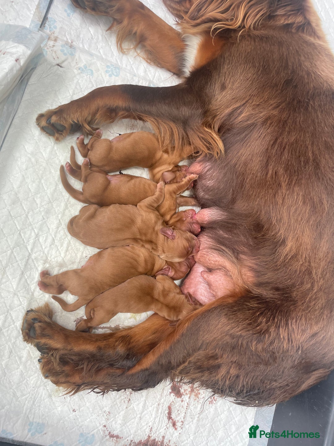 Cocker Spaniel dogs for sale: Make Working cocker spaniel puppies  - Image 13