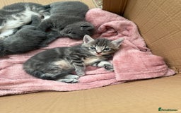 Mixed Breed cats for sale: Gorgeous kittens ready soon - 2 boys, 2 girls - Image 2