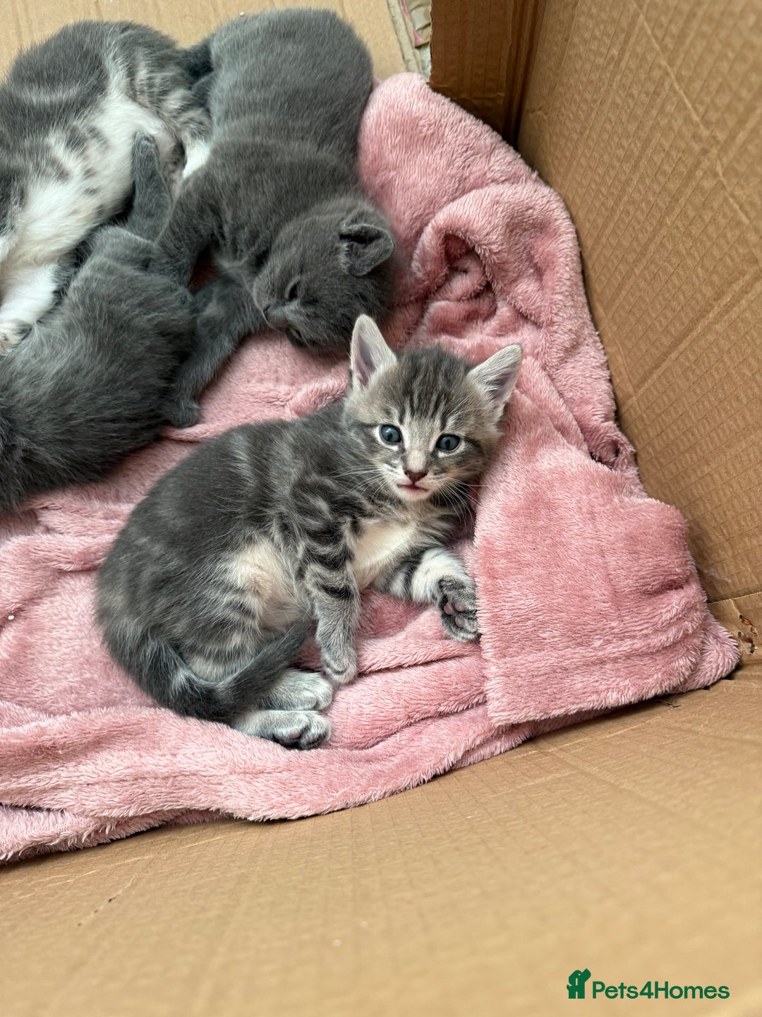 Mixed Breed cats for sale: Gorgeous kittens ready soon - 2 boys, 2 girls - Image 2