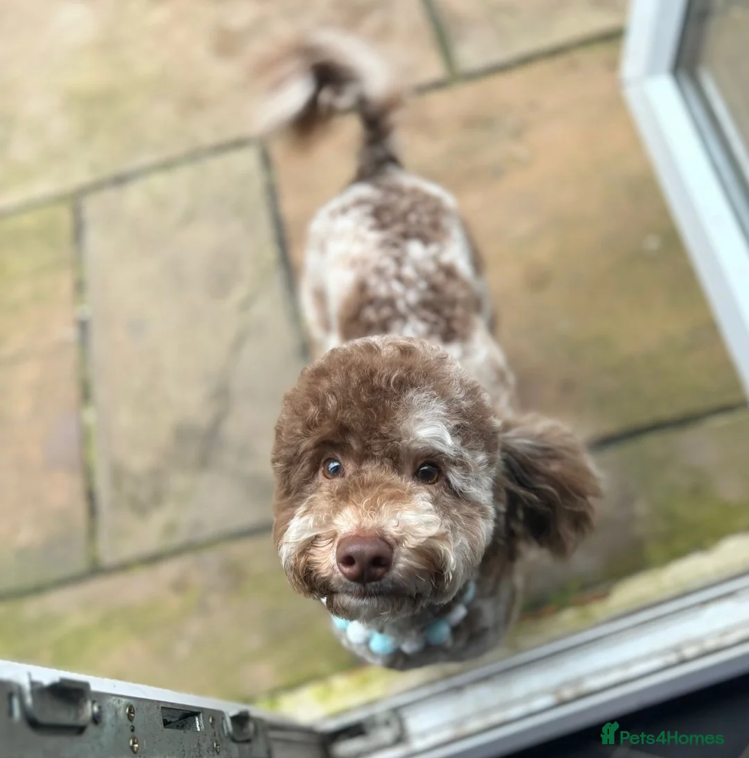 Toy Poodle dogs for stud: The ONLY chocolate Merle Toy poodle in the NE💙 in Newcastle upon Tyne - Advert 2
